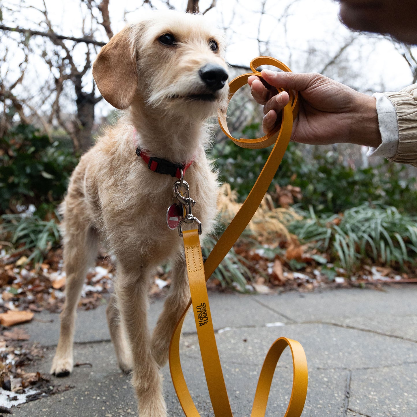 Sunny & Utopia Golden Paws Trainer