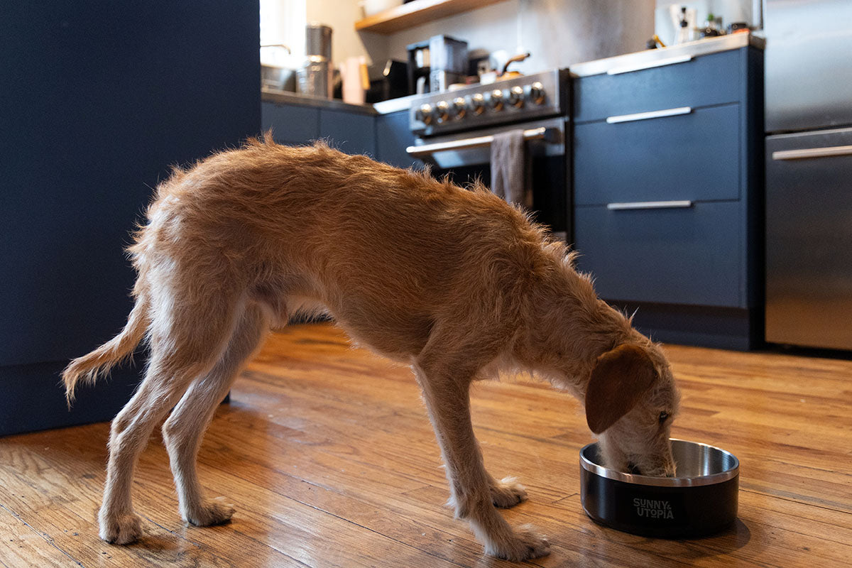 Sunny & Utopia Woof-Worthy Wonder Bowl